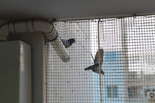 Bird Netting Services
