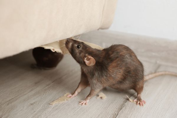 Rat Control